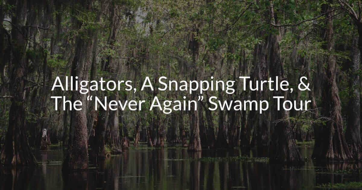 Alligators, A Snapping Turtle, And The Never Again Swamp Tour