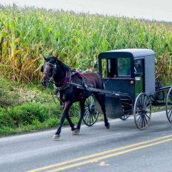 Amish Buggy near Cleveland