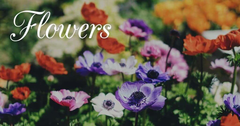 Flower Pictures