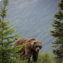 Grizzly Bear near Anchorage Alaska