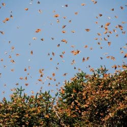 Mexico Monarch Butterfly Adventure
