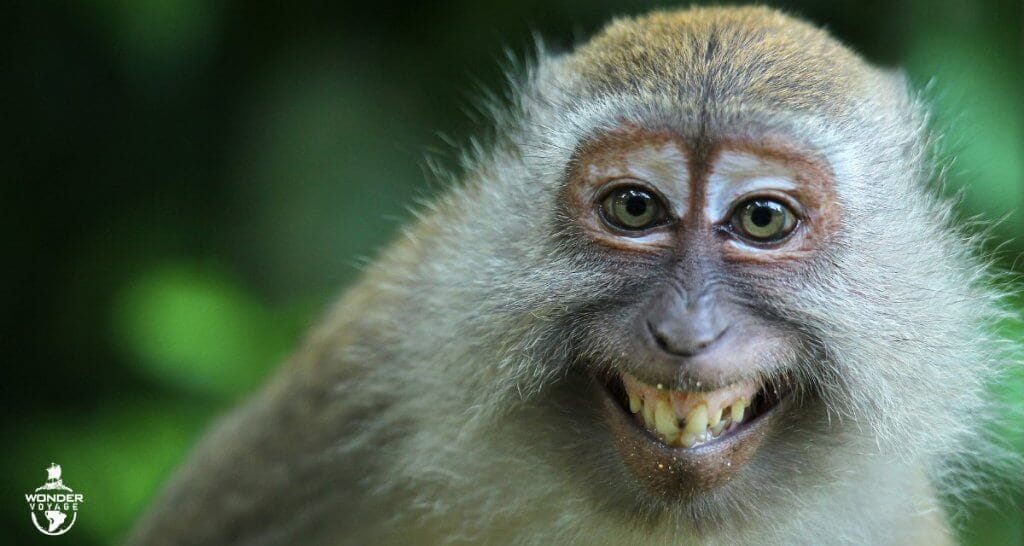 Monkey smiling for Wonder Voyage blog about animal encounters