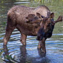 Moose near Anchorage Alaska