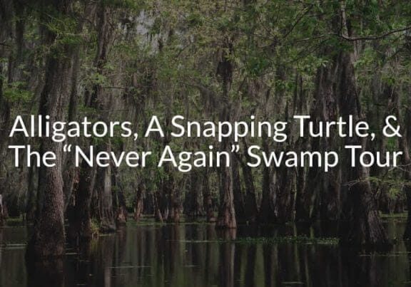 Alligators, A Snapping Turtle, And The Never Again Swamp Tour