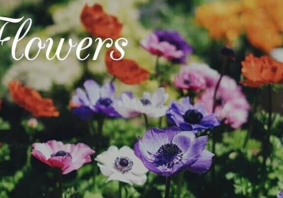 Flower Pictures