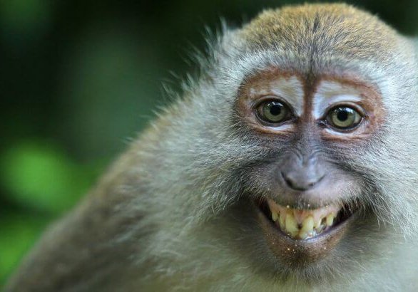 Monkey smiling for Wonder Voyage blog article about animal encounters