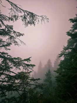 image of forest at sunset for wonder voyage blog post about a pilgrimage to bavaria