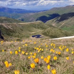 Kosovo mountains wildflowers